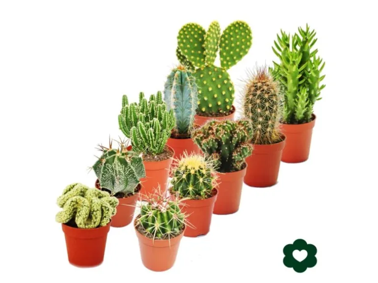 Exotenherz 10 Verschiedene Kakteen 5,5cm Topf im Set