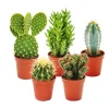 Exotenherz 5 Verschiedene Kakteen im Set 5,5cm Topf