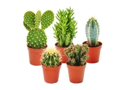 Exotenherz 5 Verschiedene Kakteen im Set 5,5cm Topf