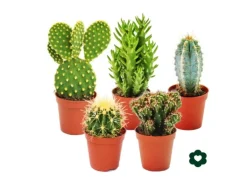 Exotenherz 5 Verschiedene Kakteen im Set 5,5cm Topf