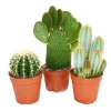 Exotenherz 3 Verschiedene Größere Kakteen im Set 12cm Topf ca. 15-28cm Hoch