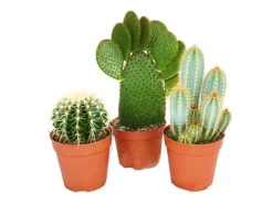 Exotenherz 3 Verschiedene Größere Kakteen im Set 12cm Topf ca. 15-28cm Hoch