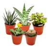 Exotenherz 5 Verschiedene Sukkulenten 5,5cm Topf im Set