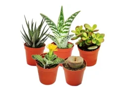 Exotenherz 5 Verschiedene Sukkulenten 5,5cm Topf im Set