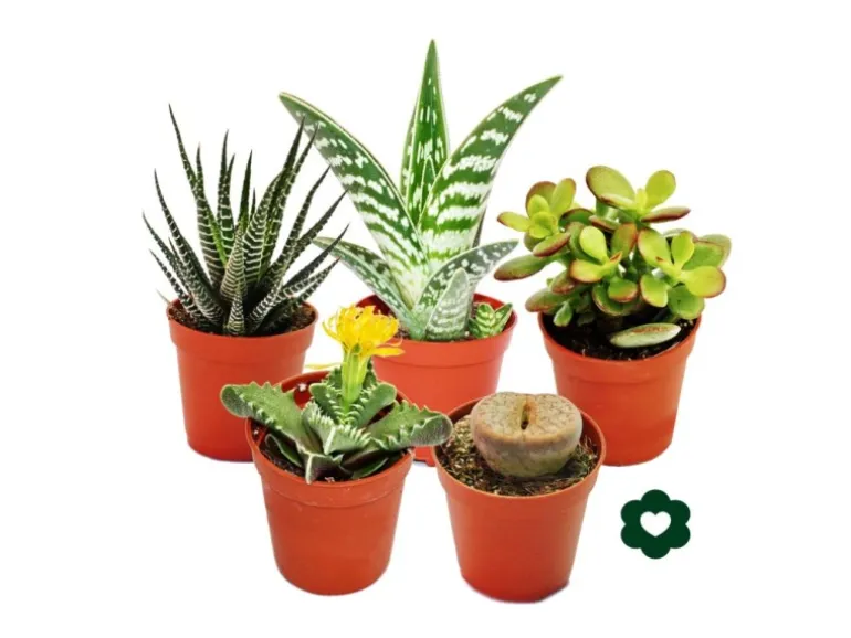 Exotenherz 5 Verschiedene Sukkulenten 5,5cm Topf im Set