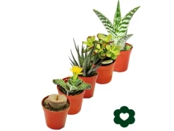 Exotenherz 5 Verschiedene Sukkulenten 5,5cm Topf im Set