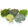 Exotenherz 5 verschiedene Winterharte Sedum-Pflanzen Fetthenne Abwechslungsreiches Farbspiel