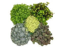 Exotenherz 5 verschiedene Winterharte Sedum-Pflanzen Fetthenne Abwechslungsreiches Farbspiel