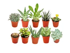 Exotenherz 10 Verschiedene Sukkulenten 5,5cm Topf im Set