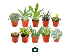 Exotenherz 10 Verschiedene Sukkulenten 5,5cm Topf im Set
