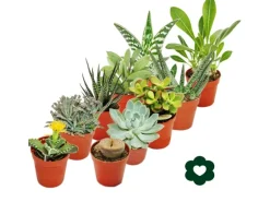 Exotenherz 10 Verschiedene Sukkulenten 5,5cm Topf im Set