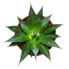 Exotenherz Agave Shaka Zulu 15cm Topf Sukkulente Zimmerpflanze