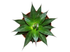 Exotenherz Agave Shaka Zulu 15cm Topf Sukkulente Zimmerpflanze