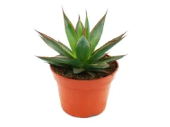 Exotenherz Agave Shaka Zulu 15cm Topf Sukkulente Zimmerpflanze