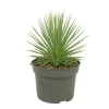 Exotenherz Agave Striata var. Nana Stachelsschwein Agave 12cm Topf