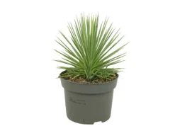 Exotenherz Agave Striata var. Nana Stachelsschwein Agave 12cm Topf