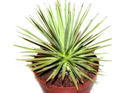 Exotenherz Agave Striata var. Nana Stachelsschwein Agave 12cm Topf