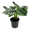Exotenherz Alocasia Baginda Silver Dragon Tropenwurz Alokasie Silbernes Drachenschuppenpfeilblatt 12cm Topf