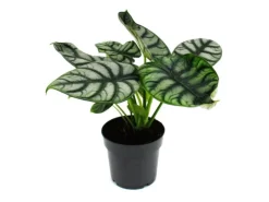 Exotenherz Alocasia Baginda Silver Dragon Tropenwurz Alokasie Silbernes Drachenschuppenpfeilblatt 12cm Topf