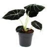 Exotenherz Alocasia Reginula Black Velvet Tropenwurz Alokasie Pfeilblatt 11cm Topf
