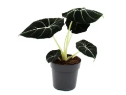 Exotenherz Alocasia Reginula Black Velvet Tropenwurz Alokasie Pfeilblatt 11cm Topf