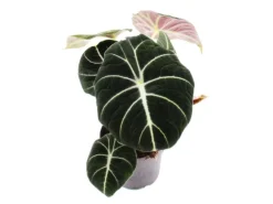 Exotenherz Alocasia Reginula Black Velvet Tropenwurz Alokasie Pfeilblatt 11cm Topf