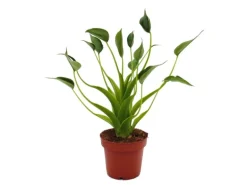 Exotenherz Alocasia Tiny Dancer Pfeilblatt Tropenwurz RARITÄT 12cm Topf