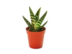 Exotenherz Aloe Variegata Tiger-Aloe Kleine Pflanze im 5,5cm Topf