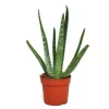 Exotenherz Aloe Vera ca. 2 Jahre Alt 10,5cm Topf