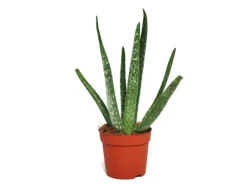 Exotenherz Aloe Vera ca. 2 Jahre Alt 10,5cm Topf