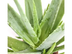 Exotenherz Aloe Vera ca. 2 Jahre Alt 10,5cm Topf