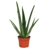 Exotenherz Aloe Vera ca. 3 Jahre Alt 12cm Topf