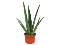 Exotenherz Aloe Vera ca. 3 Jahre Alt 12cm Topf