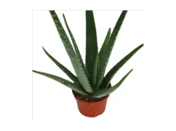 Exotenherz Aloe Vera ca. 3 Jahre Alt 12cm Topf