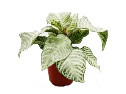 Exotenherz Aphelandra Squarrosa White Wash Glanzkölbchen 12cm Topf