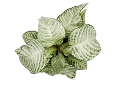 Exotenherz Aphelandra Squarrosa White Wash Glanzkölbchen 12cm Topf