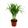 Exotenherz Areca Chrysalidocarpus Lutescens Goldfruchtpalme im 12cm Topf