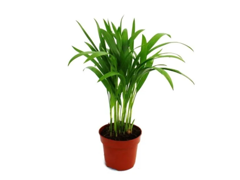 Exotenherz Areca Chrysalidocarpus Lutescens Goldfruchtpalme im 12cm Topf