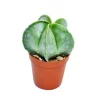 Exotenherz Astrophytum Myriostigma Bischofsmütze 8,5cm Topf