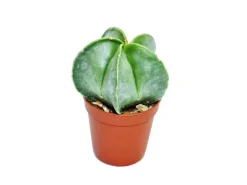 Exotenherz Astrophytum Myriostigma Bischofsmütze 8,5cm Topf