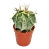 Exotenherz Astrophytum Ornatum Bischofsmütze im 5,5cm Topf