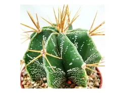 Exotenherz Astrophytum Ornatum Bischofsmütze im 5,5cm Topf