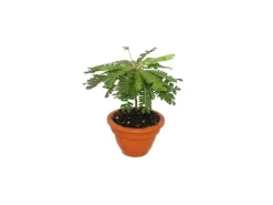 Exotenherz Biophytum Sensitivum Südseepalme 9cm Tontopfbewegliche Pflanze Ideal für Kinder