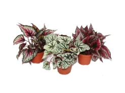 Exotenherz Blattbegonienmix Botanica 3 Pflanzen 12cm Topf