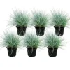 Exotenherz Blauschwingel-Gras Festuca Glauca Set mit 6 Pflanzen 9cm Topf