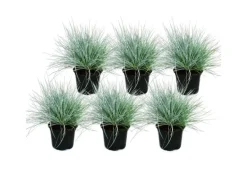 Exotenherz Blauschwingel-Gras Festuca Glauca Set mit 6 Pflanzen 9cm Topf
