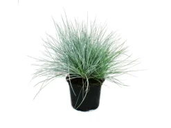 Exotenherz Blauschwingel-Gras Festuca Glauca Set mit 6 Pflanzen 9cm Topf