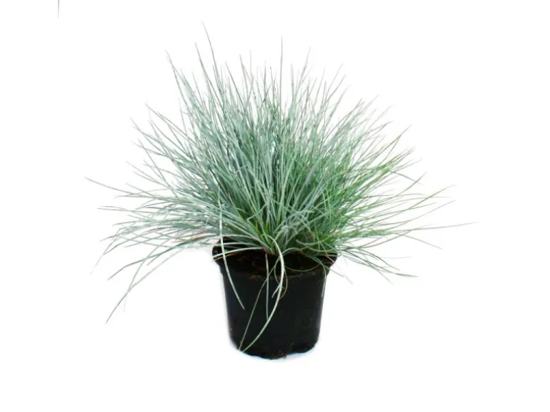 Exotenherz Blauschwingel-Gras Festuca Glauca Set mit 6 Pflanzen 9cm Topf