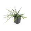 Exotenherz Bodendecker Kriechspindel Euonymus Fortunei Minimus 9cm Topf Set Mit 60 Pflanzen