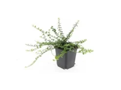 Exotenherz Bodendecker Kriechspindel Euonymus Fortunei Minimus 9cm Topf Set Mit 60 Pflanzen